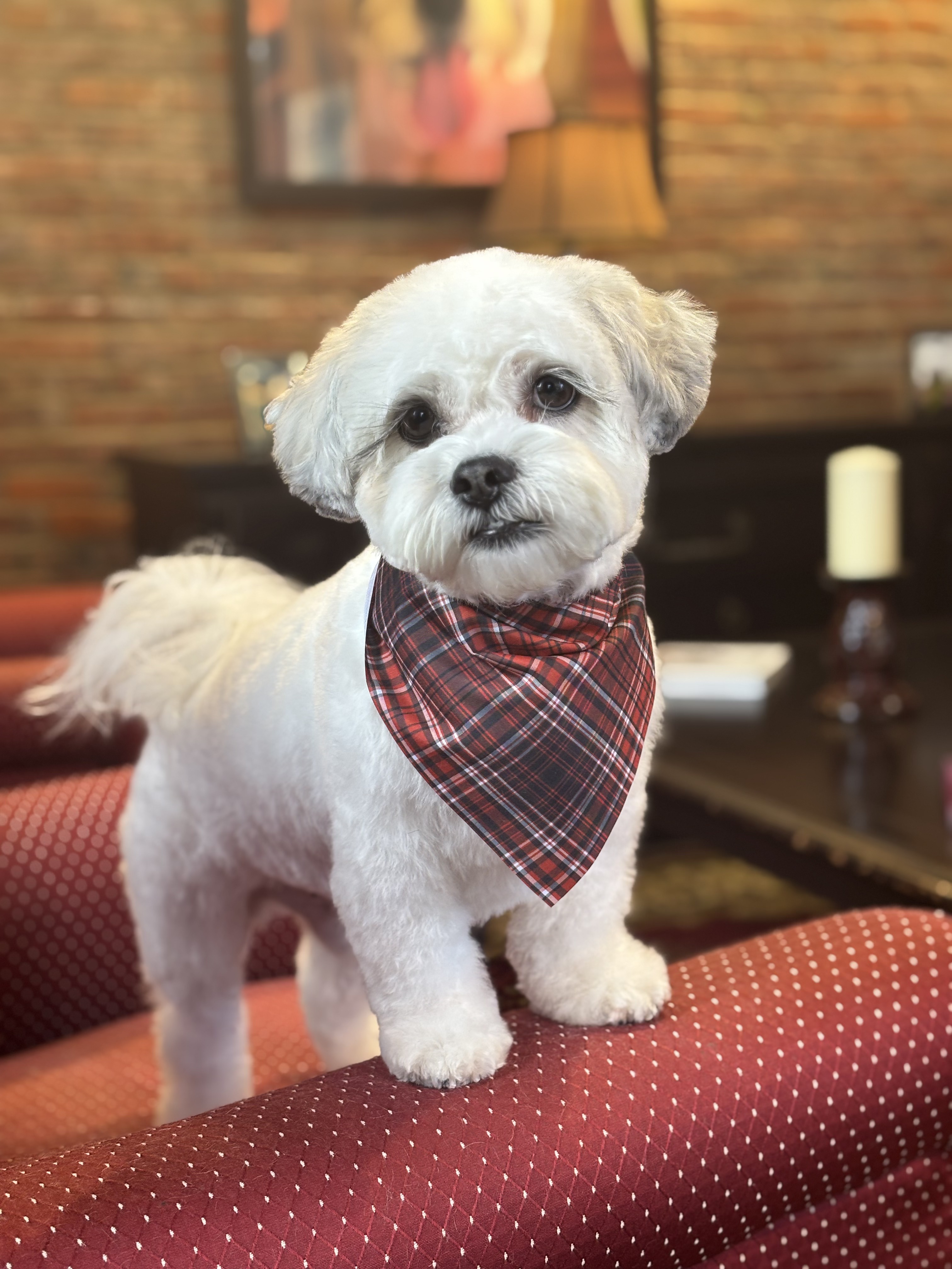 Small white fluffy dog wearing a plaid bandana, standing on a red chair indoors