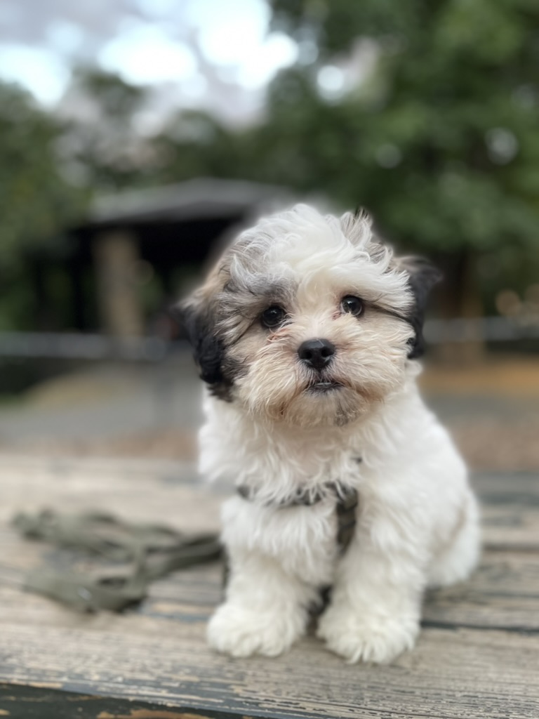 Small fluffy puppy sitting on a wooden bench outdoors