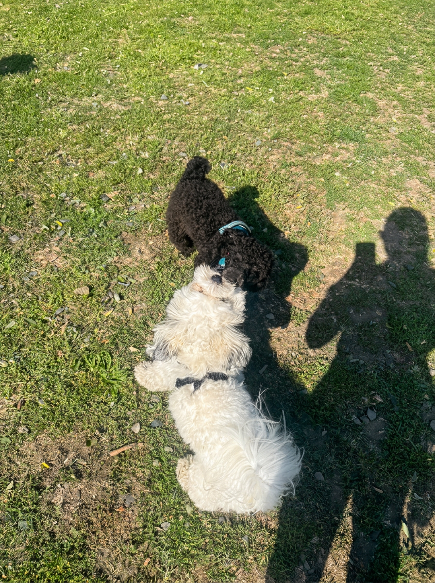 A white fluffy dog lying on its back playing with a black fluffy dog on the grass