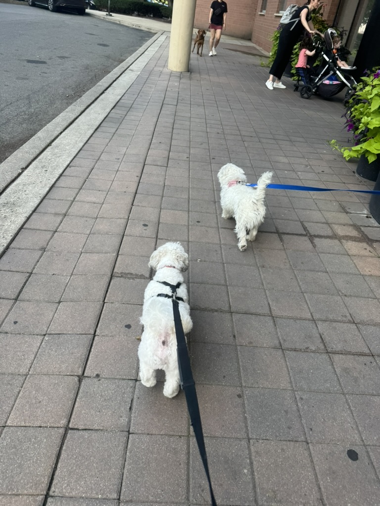 Two small white fluffy dogs being walked on a city sidewalk