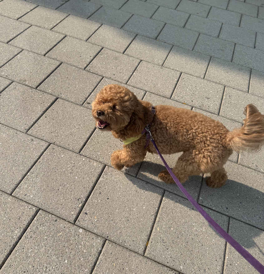 Apricot poodle mix walking on a purple leash along a sunny sidewalk
